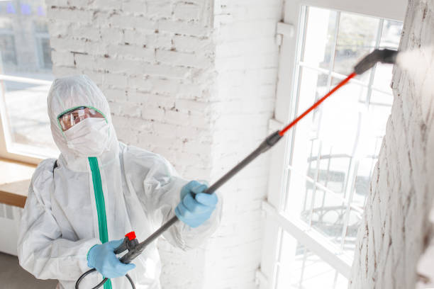 Best Black Mold Removal  in USA